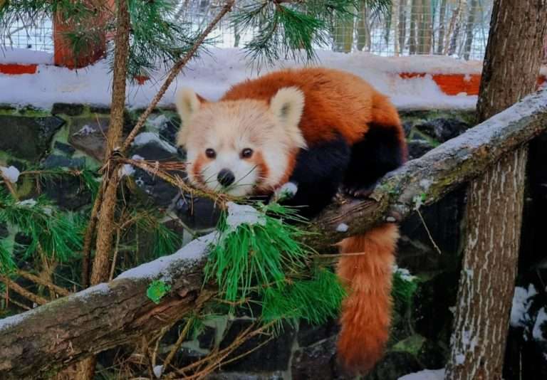 Do košickej ZOO pribudlo nové zviera, návštevníci sa môžu tešiť na samičku pandy červenej (foto)
