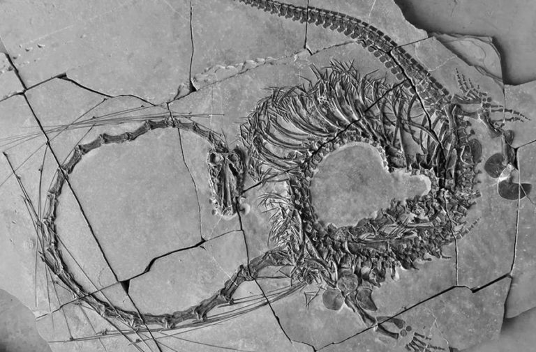 V Číne objavili pozostatky 240 miliónov rokov starého „draka“.