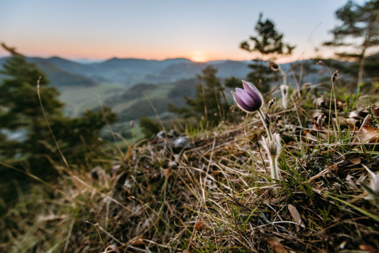 Teplé februárové počasie spôsobilo, že sa v Slovenskom raji nezvyčajne skoro objavil prvý posol jari
