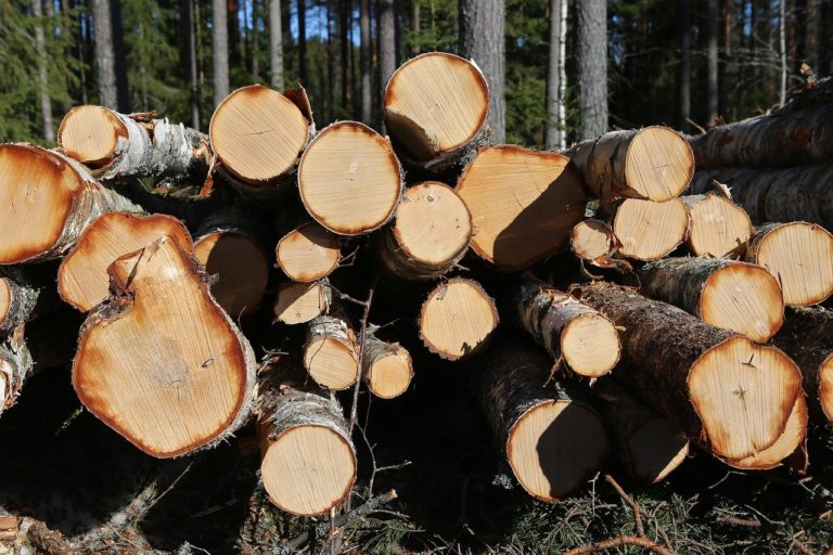 Plošná kalamitná ťažba v Čiernom Balogu problém s lykožrútom pravdepodobne prehĺbi, tvrdí iniciatíva My sme les