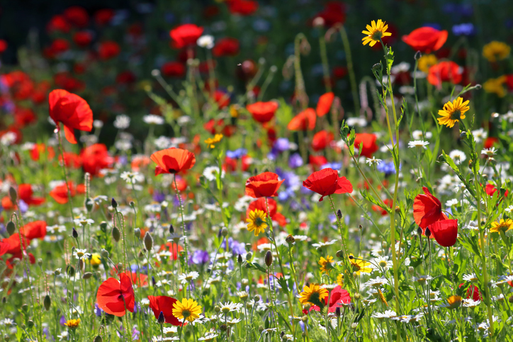 Na Slovensku máme vyše osemsto druhov jedlých kvetov, mnohé majú zdraviu prospešné účinky