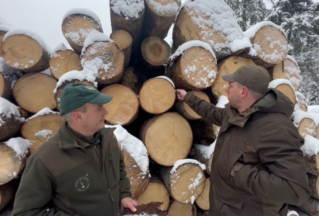 Správa TANAPu bráni ťažbu dreva, stromov napadnutých lykožrútom by mohlo byť aj menej (video)