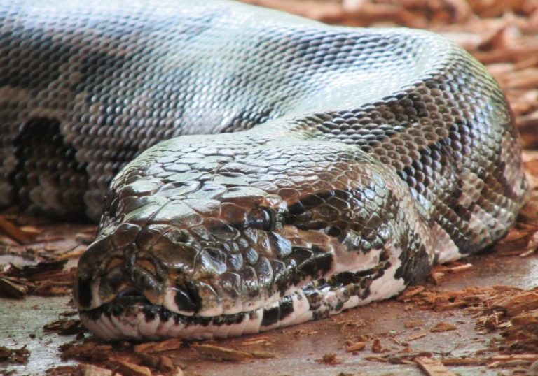 V Indii kedysi žili hady dlhé ako päťposchodová budova