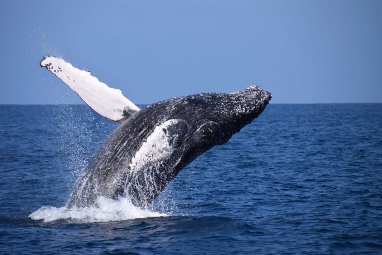 Čo ak nás veľryby po získaní právnej subjektivity zažalujú?