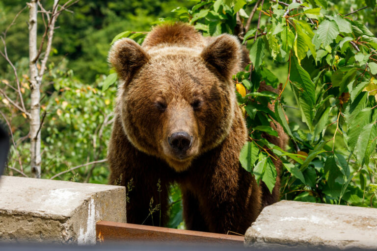 Obec na východe Slovenska upozorňovala na medveďa a vyzvala ľudí nevychádzať von