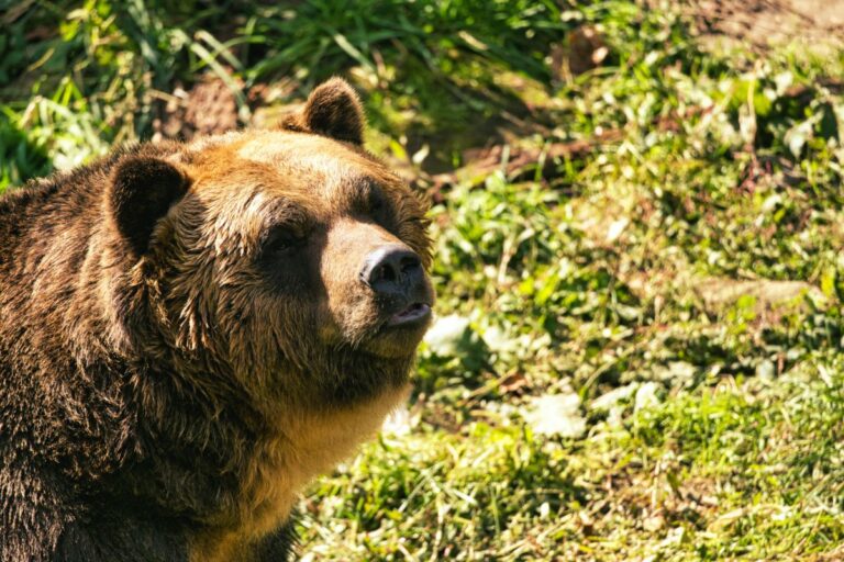 Medvedica, ktorú zastrelil Huliak, ohrozovala ľudí. Eliminovaný zásahovým tímom bol aj „medveď z videa“