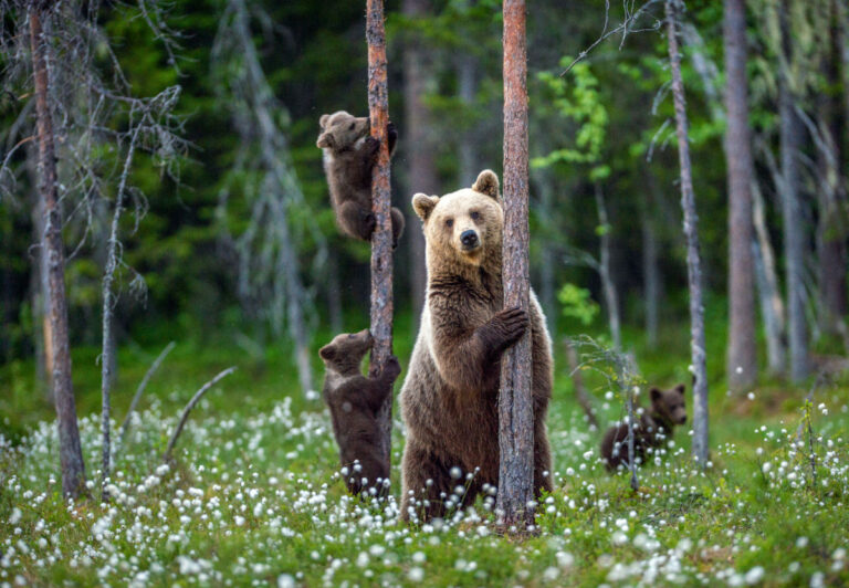 Situácia s medveďmi na Slovensku sa zbytočne vyhrocuje. Človeka nikdy nemajú za svoju potravu, hovorí Šulgan