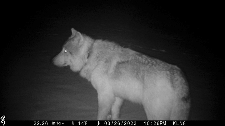 Šumava sa chystá na boj s vlkmi, súčasťou plánu je aj odstrel