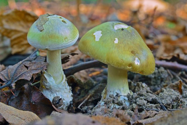Košická nemocnica zaznamenala v poslednom čase viacero prípadov otravy hubami a radí, ako tomu predísť