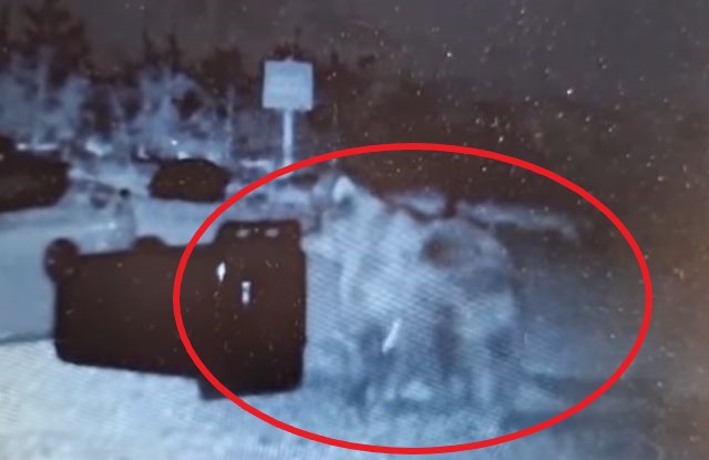 Medveď sa pohyboval medzi chatami, majitelia si však nemôžu oplotiť pozemok – VIDEO