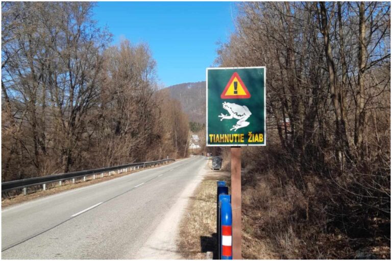 Mestské lesy Košice upozorňujú na migrujúce žaby, vodičov žiadajú o dodržiavanie obmedzenia rýchlosti – FOTO