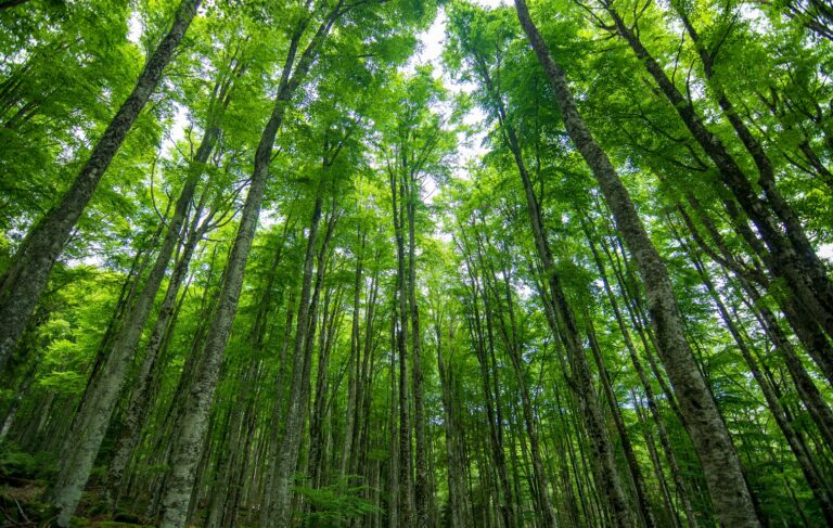 Slintačka a krívačka si vyžiadala ďalšie opatrenia, lesy na Záhorí sú pre verejnosť uzavreté