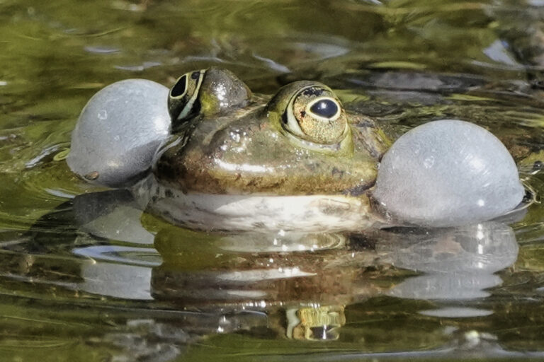 Top foto dňa (12. máj 2025): Žaba v rybníku, veterný mlyn, túlavý pes, letecké taxíky a Čínsky múr