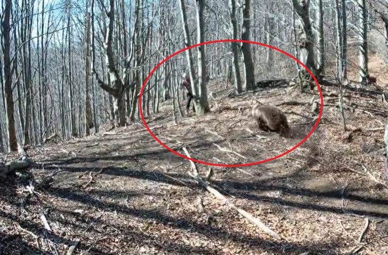 Muž na medvedicu vytiahol sekeru a ubránil sa, dostal pokutu za porušenie pravidiel – VIDEO