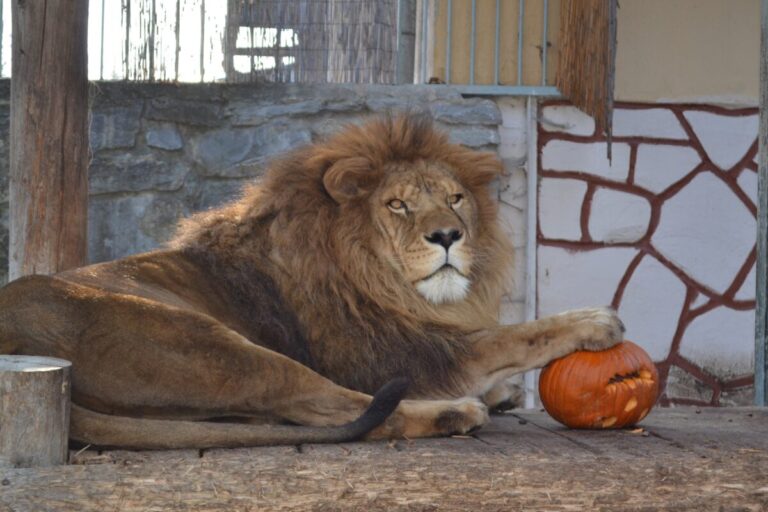 Z pustnúceho parku vznikla zoologická záhrada, dnes v nej žije vyše 500 zvierat a 130 druhov