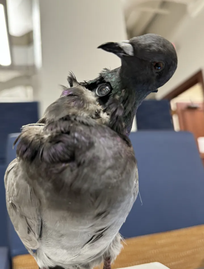 Zombie Bird Drones: Keď sa Taxidermy prestúpi
