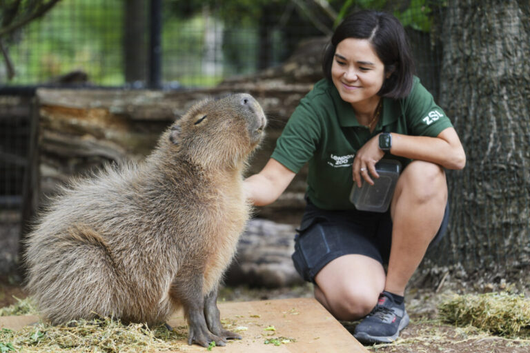 Top foto dňa (19. august 2025): Váženie zvierat v londýnskej zoo, zraz motorkárov a blesk v Chicagu