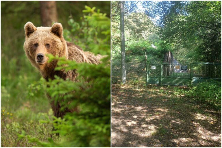 Medveď sa popoludní pohyboval na ulici Šibeničný vrch, mesto na strednom Slovensko vyzýva k obozretnosti – FOTO
