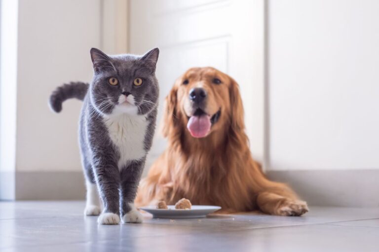 Starostlivosť o domáce zvieratká je čoraz drahšia, stúpli náklady na jedlo aj veterinárne služby
