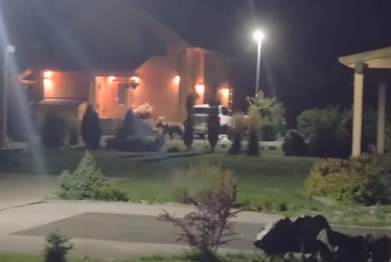Veľká Lomnica upozorňuje na medveďa, pohyboval sa pri rodinných domoch – VIDEO